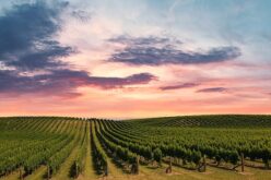 „Напредни лозари”- До 1 јуни да се знаат условите околу откупот на грозјето од годинашнава реколта