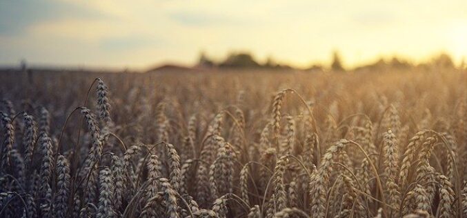 Забрана за извоз на пченицата, јачменот, пченката, пченичното брашно, семето од сончеглед и сончогледовото масло