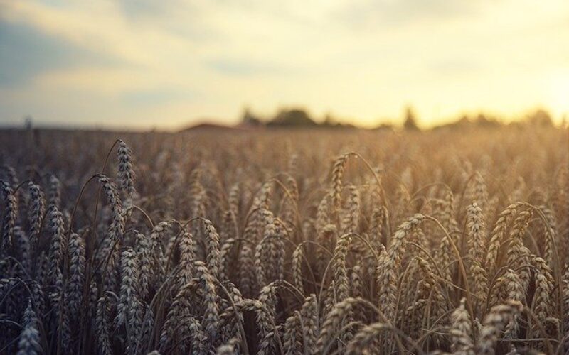 Забрана за извоз на пченицата, јачменот, пченката, пченичното брашно, семето од сончеглед и сончогледовото масло