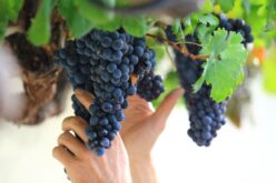 Во дворот на Земјоделскиот институт ќе биде засадена најстарата винова лоза на светот