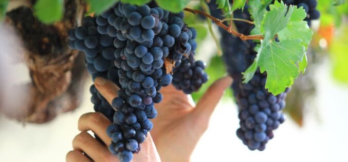 Во дворот на Земјоделскиот институт ќе биде засадена најстарата винова лоза на светот