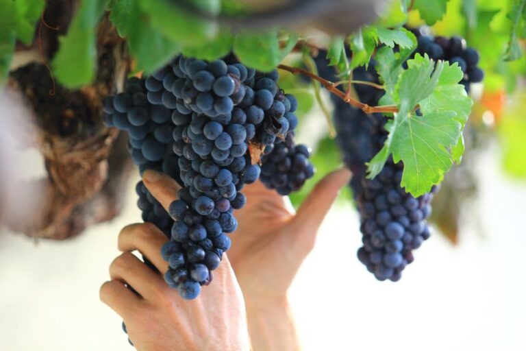 најстарата винова лоза на светот