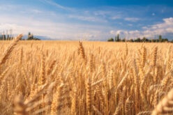 Екс министерот за земјоделство Љупчо Димовски препорачува да се сее пченица