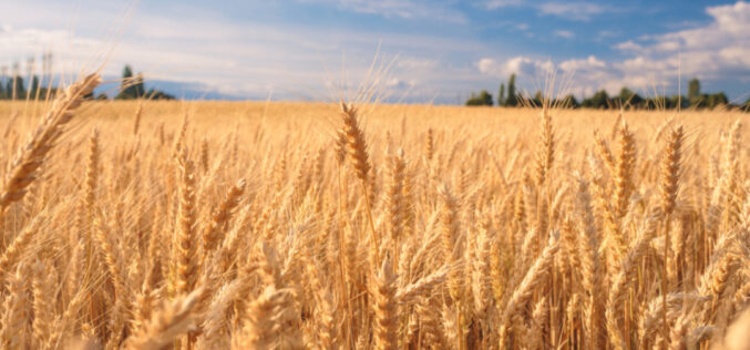 Договорен увоз на пченица и од Бугарија