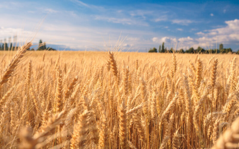 Екс министерот за земјоделство Љупчо Димовски препорачува да се сее пченица