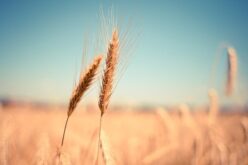 Српско Министерство за земјоделство: Испорака на договорената пченица во регионот во најкраток рок