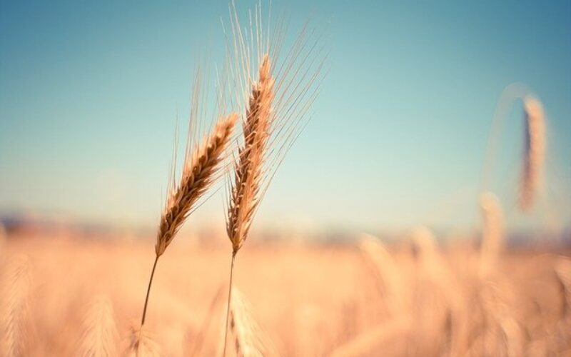 Српско Министерство за земјоделство: Испорака на договорената пченица во регионот во најкраток рок