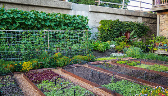 Пример за создавање на успешна стратегија за производство на здрава и безбедна храна во урбани услови – Урбано земјоделство во Брајтон