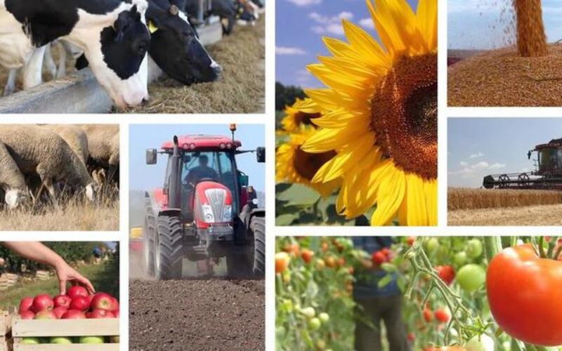 (Видео) Димковски: Се проширува Интервентниот фонд за земјоделство, за поголема поддршка за земјоделците