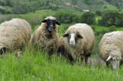 Дегустација на јагнешко месо од автохтоната раса овци „Праменка Овчеполка“