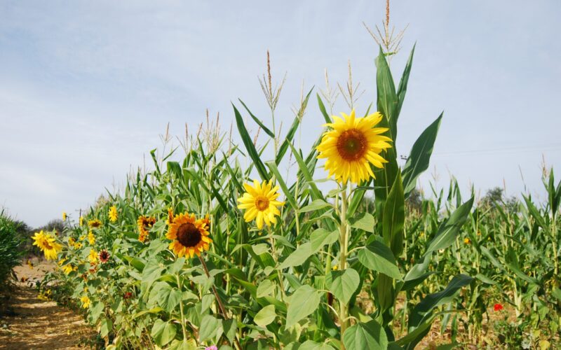 Се очекува голем пад на извозот на пченка и сончогледово масло од Украина