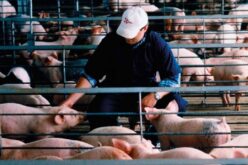 Детектирај, спречи, пријави: Кампањата на ЕФСА за Африканската чума кај свињите продолжува трета година по ред