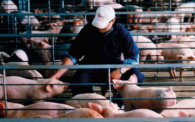 Детектирај, спречи, пријави: Кампањата на ЕФСА за Африканската чума кај свињите продолжува трета година по ред
