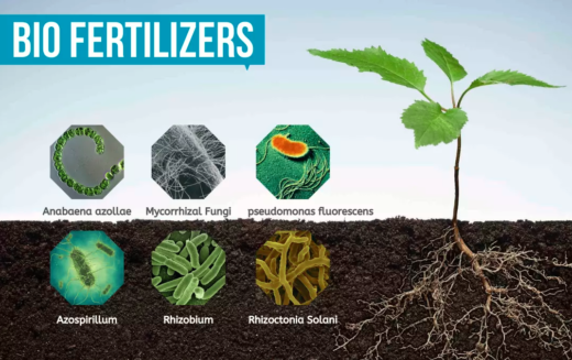 Мултифункционални течни био-ѓубрива како иновативен инпут во земјоделското производство