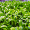 Микрорастенија – Одржлив систем за храна во урбани средини
